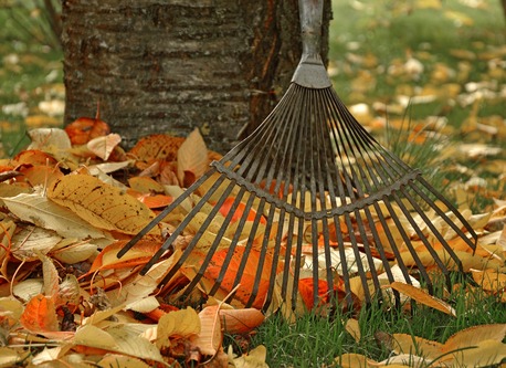 A rake leaning against a tree, next to a pile of leaves | Find a chiropractor Ann Arbor